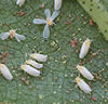 Whiteflies